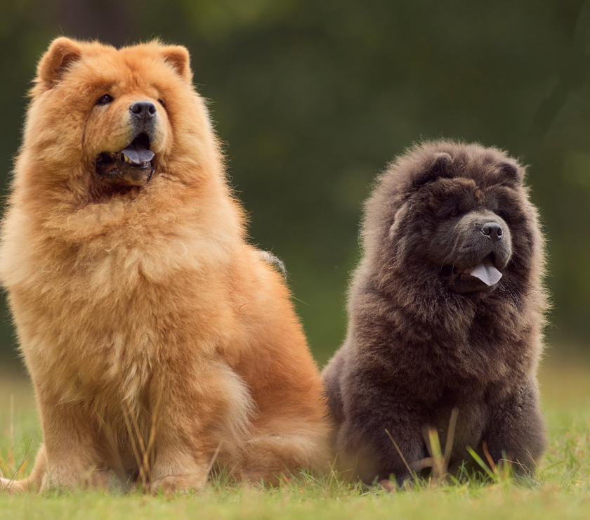 Blue Chow Chow Mug – Perfect for Dog Lovers and Coffee Enthusiasts!