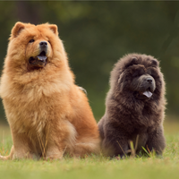 Blue Chow Chow Mug – Perfect for Dog Lovers and Coffee Enthusiasts!